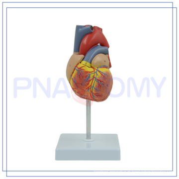 PNT-0400 modelo de coração humano em tamanho real